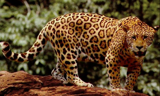 Jaguar en el Parque Nacional Corcovado