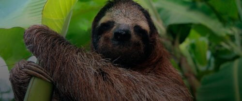 Sloth Perezozo en Costa Rica