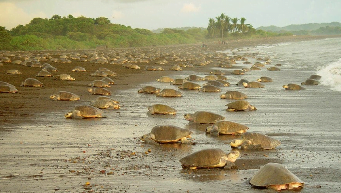 Tortuguero