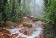 Aguas Termales en el Braulio Carrillo